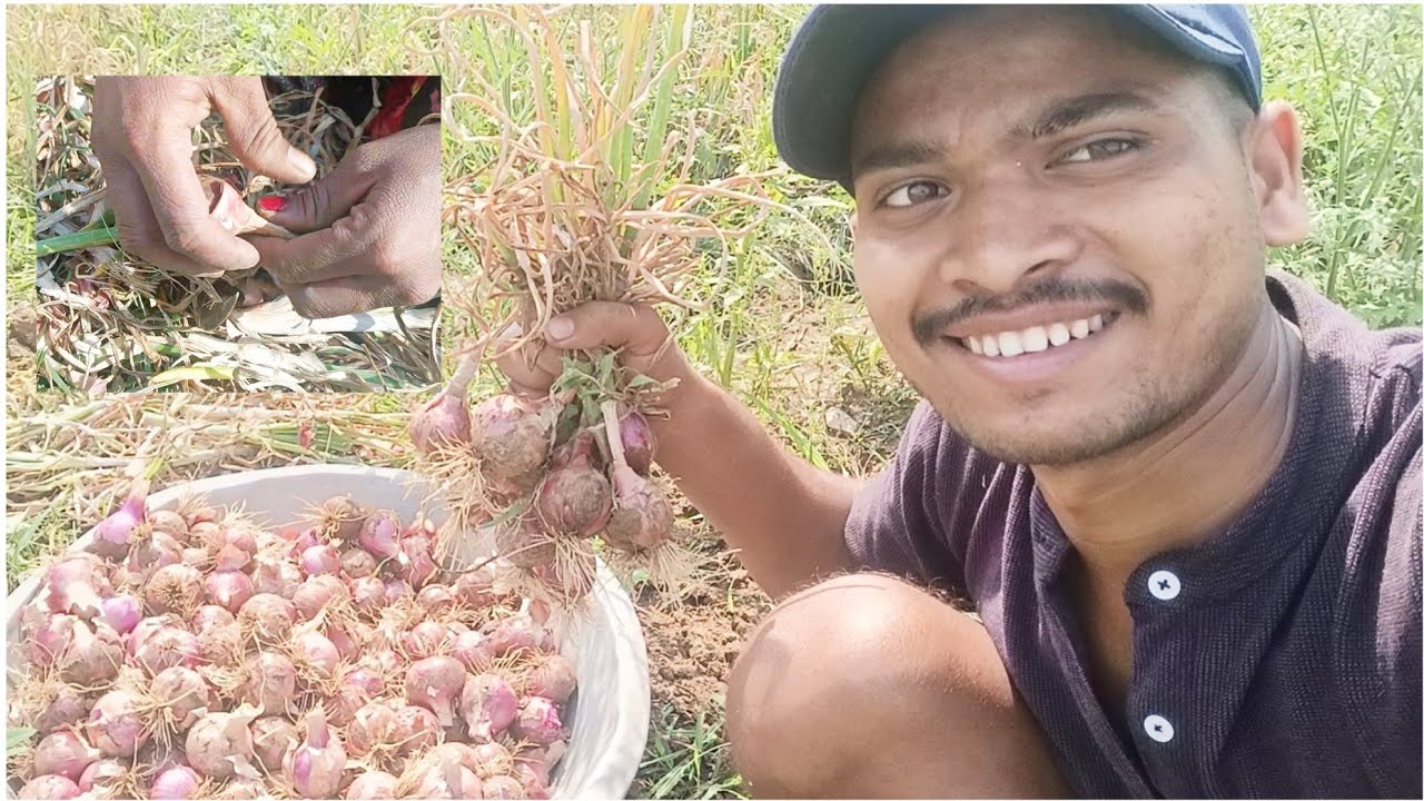 onion farming आज प्याज कबाडे pyaj ki kheti onion vlog video onion viral dailyvlog 