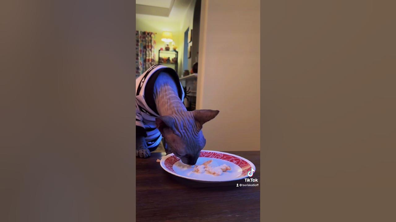 Sphynx cat eating at the table - YouTube