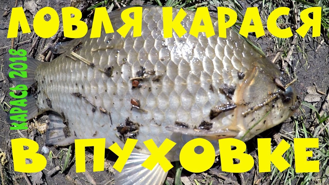 Ловля карася в Пуховке.  Карась 2018