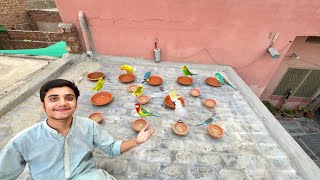 Exotic Birds🦜Ka Liya Rest Place Bana Di 🥰