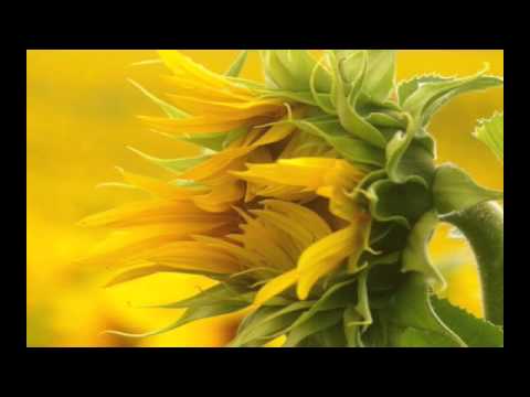 Cybotnik — cybotnik - sunny flower