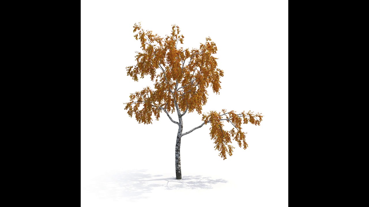 Birch Tree 3d model No 1 Autumn