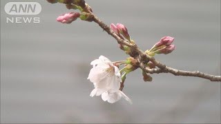 春本番サクラの便り続々　東京と福岡で開花を発表(19/03/21)
