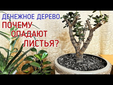 Денежное дерево (толстянка). Почему опадают листья?