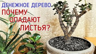 Денежное дерево (толстянка). Почему опадают листья?