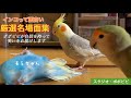 インコって面白い【厳選名場面集】〜ポポピピが自信を持って笑いをお届けします〜