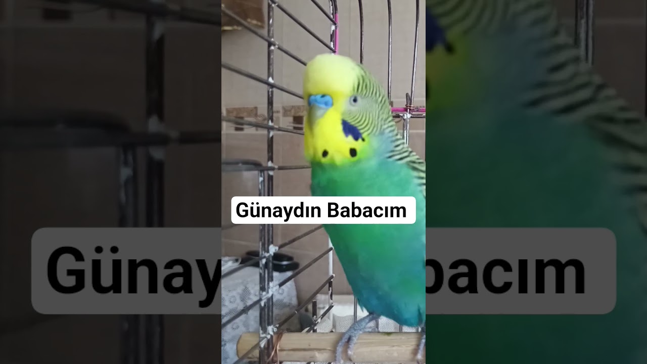 GÜNAYDIN BABACIM 😍 #muhabbetkuşu #sevimlikuş #konuşankuş #petshorts #birds #talkingparot