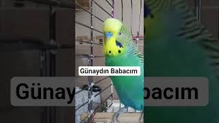 Günaydin Babacim 😍 Şu Ş Şankuş