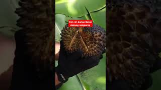 Ciri ciri durian bakar matang sempurna #durian #vlogkliksubscriber #vlogdurian