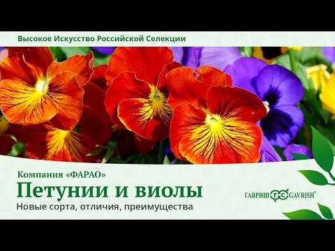 Сорта петуний и виол. Новинки итальянской компании "Фарао"