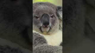 أغرب وأجمل كائن الكوالا             Fanny Koala
