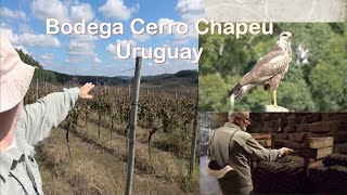 O Tannat mais velho do Uruguai, o vinhedo de um ícone, pioneirismo em dois países: Cerro Chapeu.