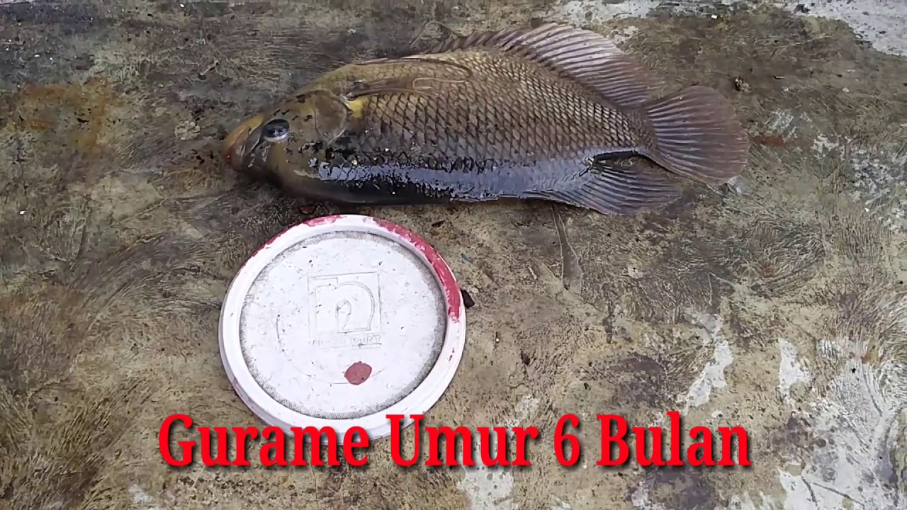 Gurame Umur 6 Bulan Ukuran 5 Jari - YouTube