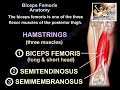 Biceps Femoris Anatomy - Everything You Need To Know - Dr. Nabil Ebraheim