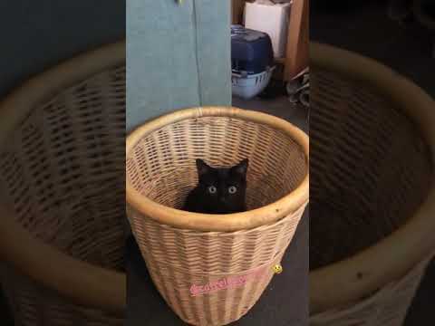 Cats Feel It Coming (L)