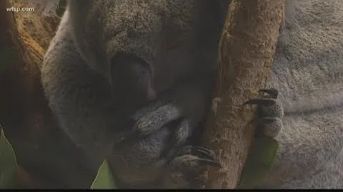Father and daughter duo works to help save Koalas in Australia