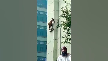 AL-IKHLAS (سورة الاخلاص) - Egzon Ibrahimi #egzonibrahimi #ikhlas #سورة_الإخلاص