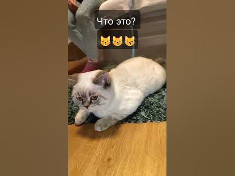КОШАЧИЙ ПОВОДОК/CAT LEASH #cat #shorts #дети #subscribe #котики # ...