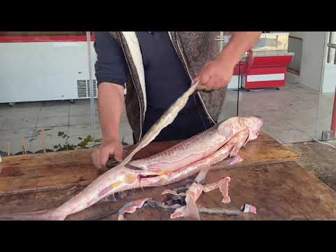 Video: Jinsi Ya Kumchinja Sturgeon