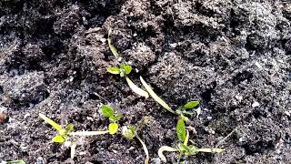 Что любит шпинат: когда и как сеять, чтобы получить полезную зелень