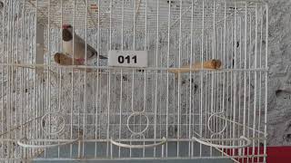 Passaro Bavete cantando.