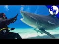 Face-to-Face with a TIGER SHARK!