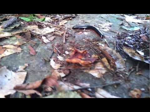Giant Millipede Close