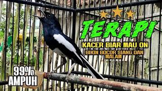 TERAPI DAN PANCINGAN KACER BIAR MAU ON GACOR PAGI SIANG MALAM 99%AMPUH