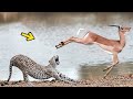 Epic Battle: Amazing Impala Daredevil Fight Back Cheetah To Get Away, LION, MONKEY, CROCODILE