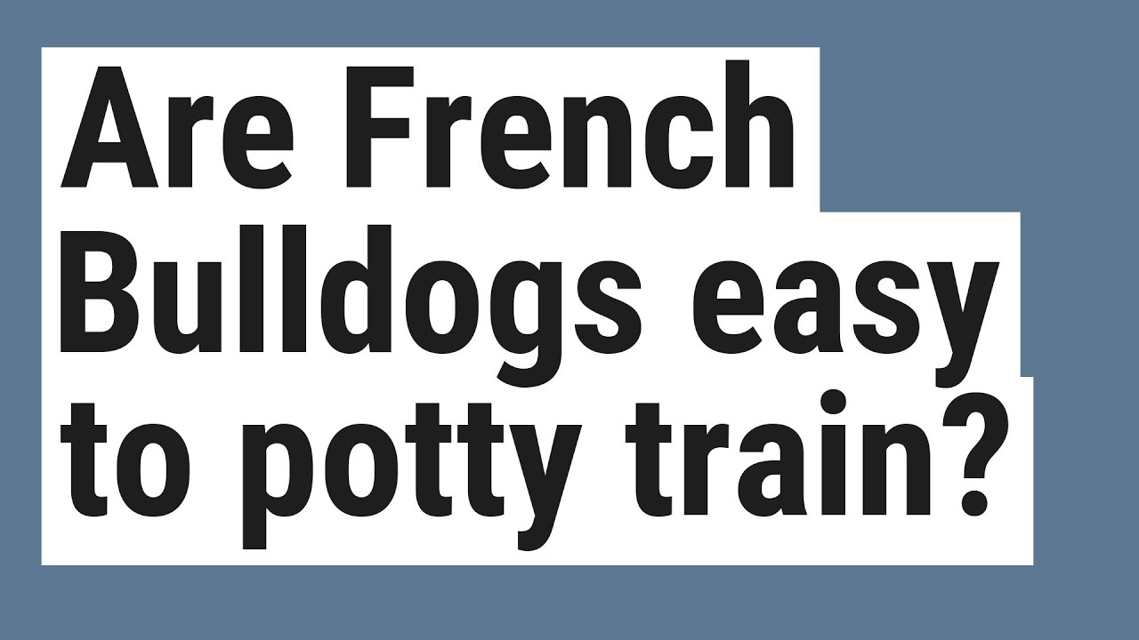 are-french-bulldogs-easy-to-potty-train-youtube