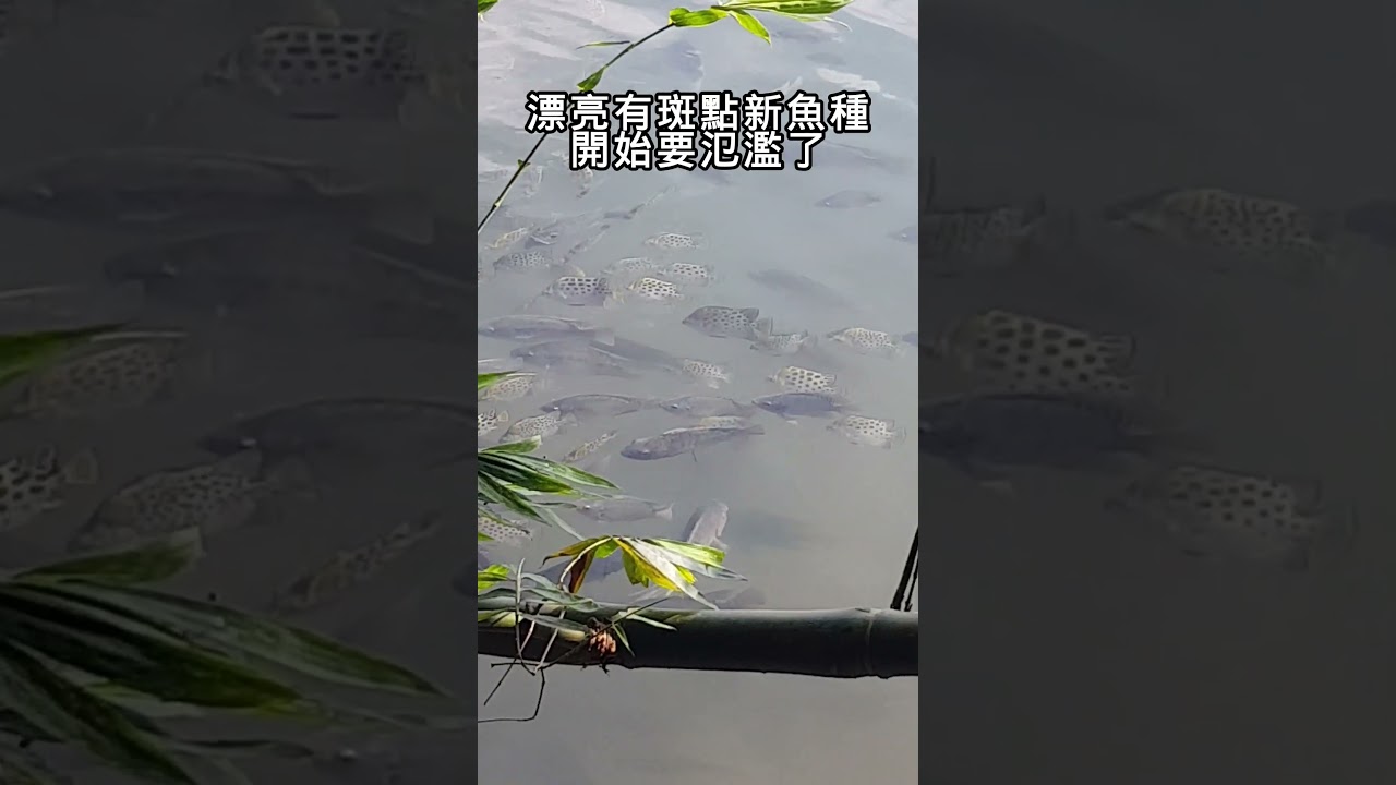又是放生惹的禍?原本偶而只能看到幾條~#fishing 縮圖