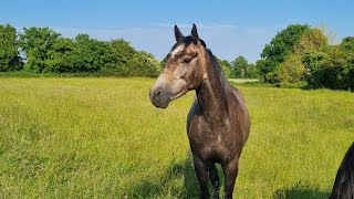 Promising 4yo Chillout Irish Sports Horse - Flatwork