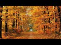 1 Футаж Осень в лесу