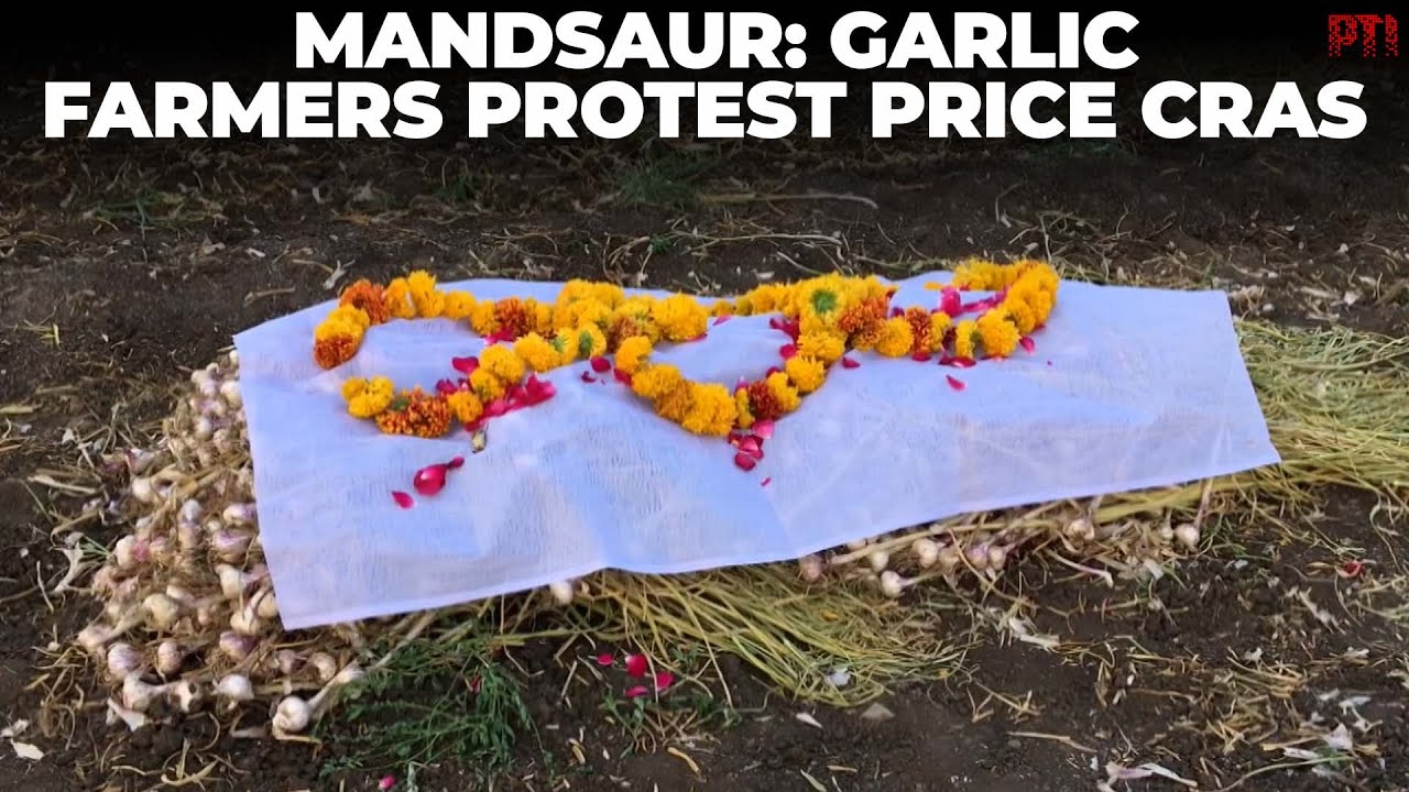 Mandsaur: Garlic farmers protest price crash, cover harvest with shroud in symbolic tribute