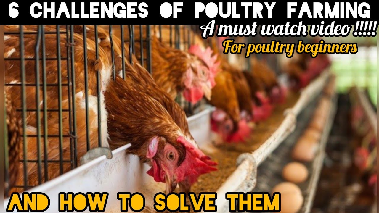 6 CHALLENGES OF POULTRY FARMING AND HOW TO OVER COME THEM. - YouTube