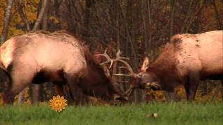 Elk in nature