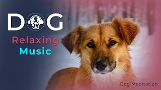 Find Relaxation and Inner Peace Together | Dog Meditation