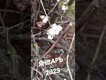 январь 2025 Беларусь #дача #клумба #цветы #черенкование
