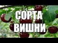 Морозостойкие сорта вишни