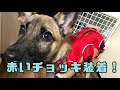 【4日目】野犬の保護犬グランツおすすめハーネス（胴輪）