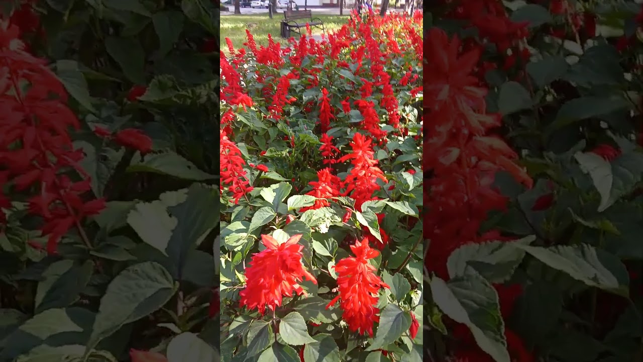 Salvia sparkling Scarlett. Сальвия сверкающая Скарлетт