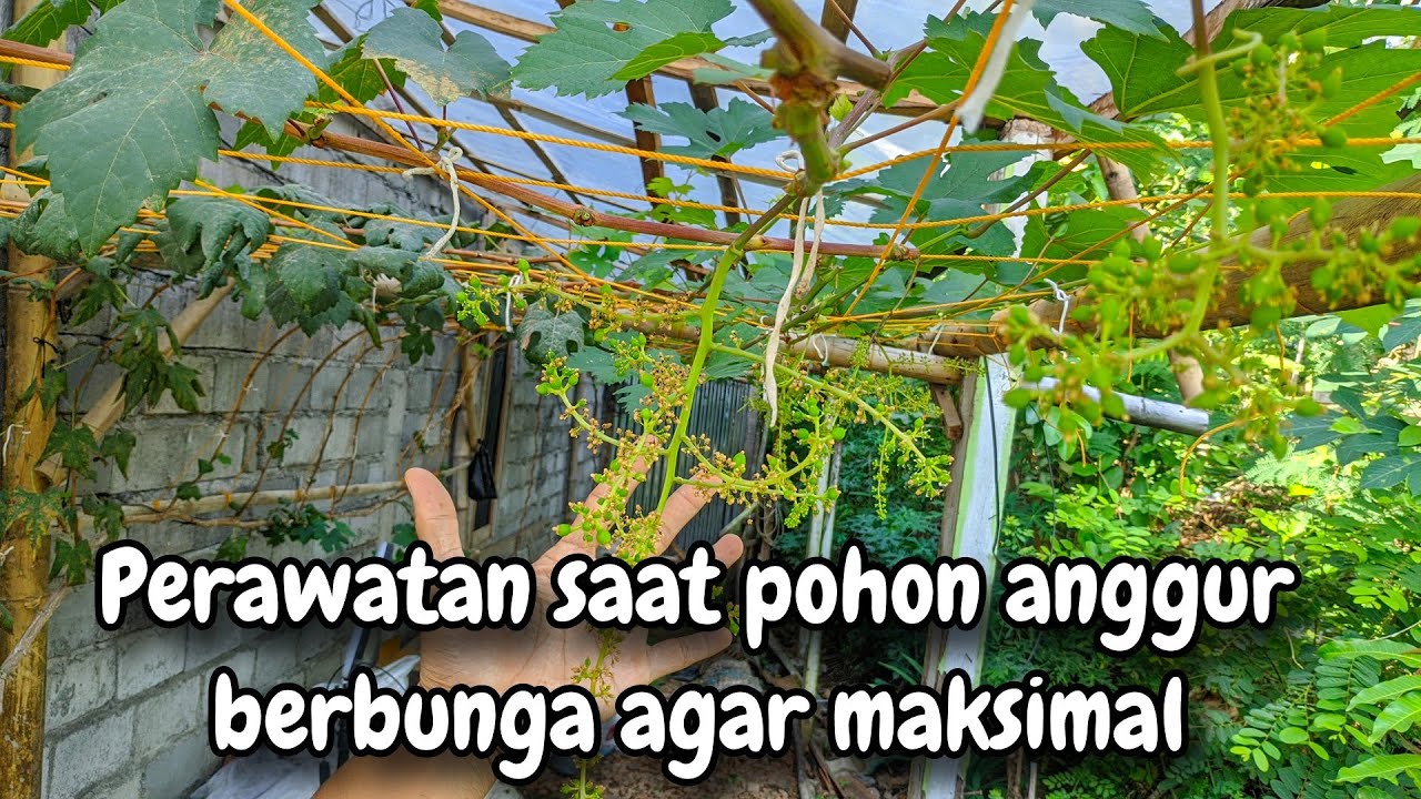 Cara merawat bunga pohon anggur agar maksimal