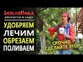 Как ухаживать за садом осенью. Подготовка сада к зиме. Уход за плодовыми. 0+