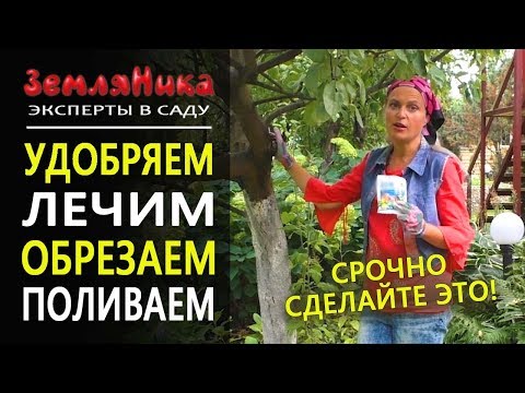 Вопрос: Как ухаживать за маточными деревьями и кустарниками?