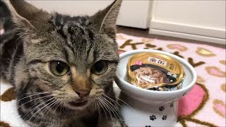 金缶フレークが待ちきれず大暴走してしまった子猫