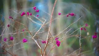 Purple Wild Berries - FREE NATURE STOCK FOOTAGE screenshot 2