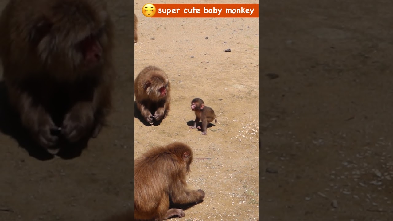 大爆発！赤ちゃん猿の豪快すぎる癇癪（かんしゃく）に思わず笑顔 #snowmonkey #ニホンザル #淡路島モンキーセンター