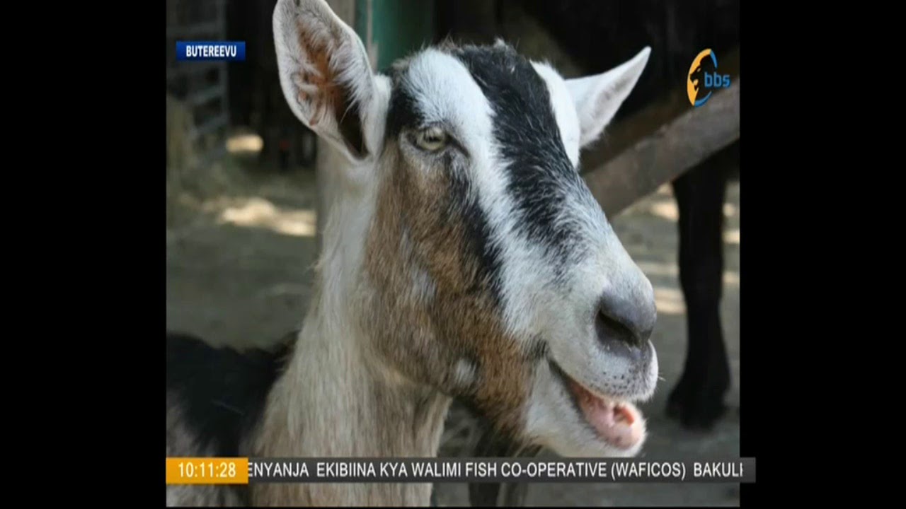 YIGA OKULUNDA EMBUZI KU BBS TEREFAYINA NE NUTRI NOVA UGANDA