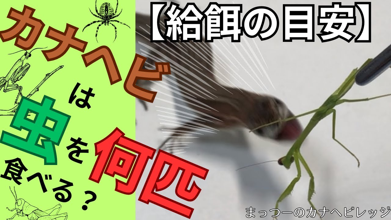 【限界まで虫を食べさせる‼️】生き餌を与えると量の目安❣️カナヘビしか勝たん❣️