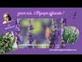 Ref:2UbDeMSX5XA Hysope officinale : comment cultiver, utiliser et soigner avec cette plante m�dicinale m�connue